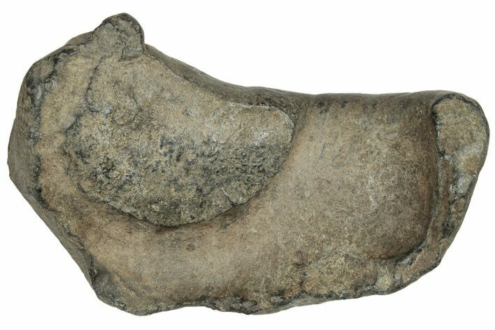Fossil Whale Ear Bone - Miocene #177804